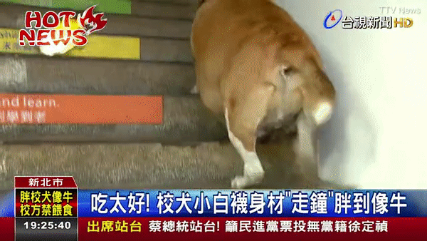 Được cưng chiều rồi cho ăn liên tục, chú chó gác cổng trường bỗng hóa lợn, bị buộc ăn kiêng để giảm cân - Ảnh 3.
