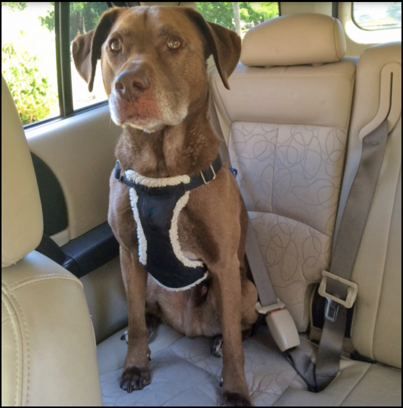 Use a dog seatbelt to secure your pet.
