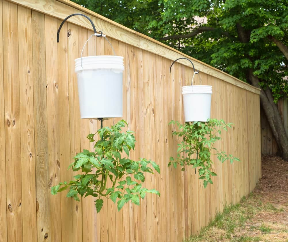 How to Make Your Own Upside Down Tomato Planter