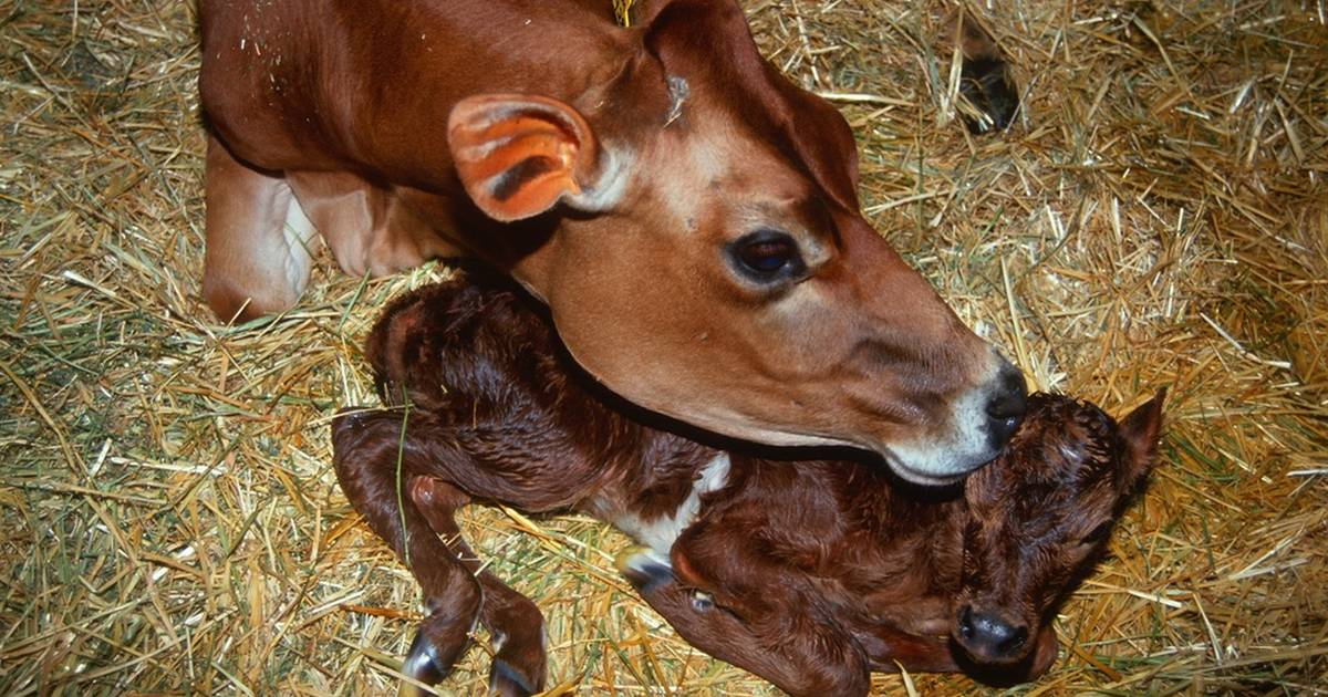 Беременность дойной коровы - Советы и особенности | «Электропастух»