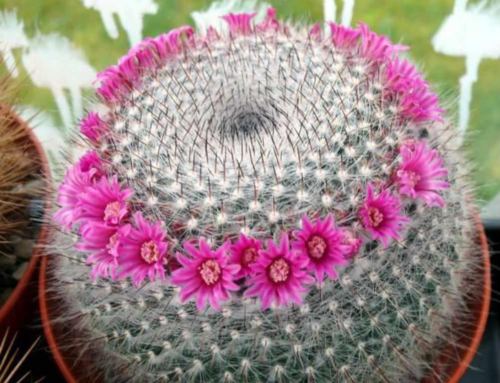 Mammillaria hahniana (Old Lady Cactus) • World of Succulents
