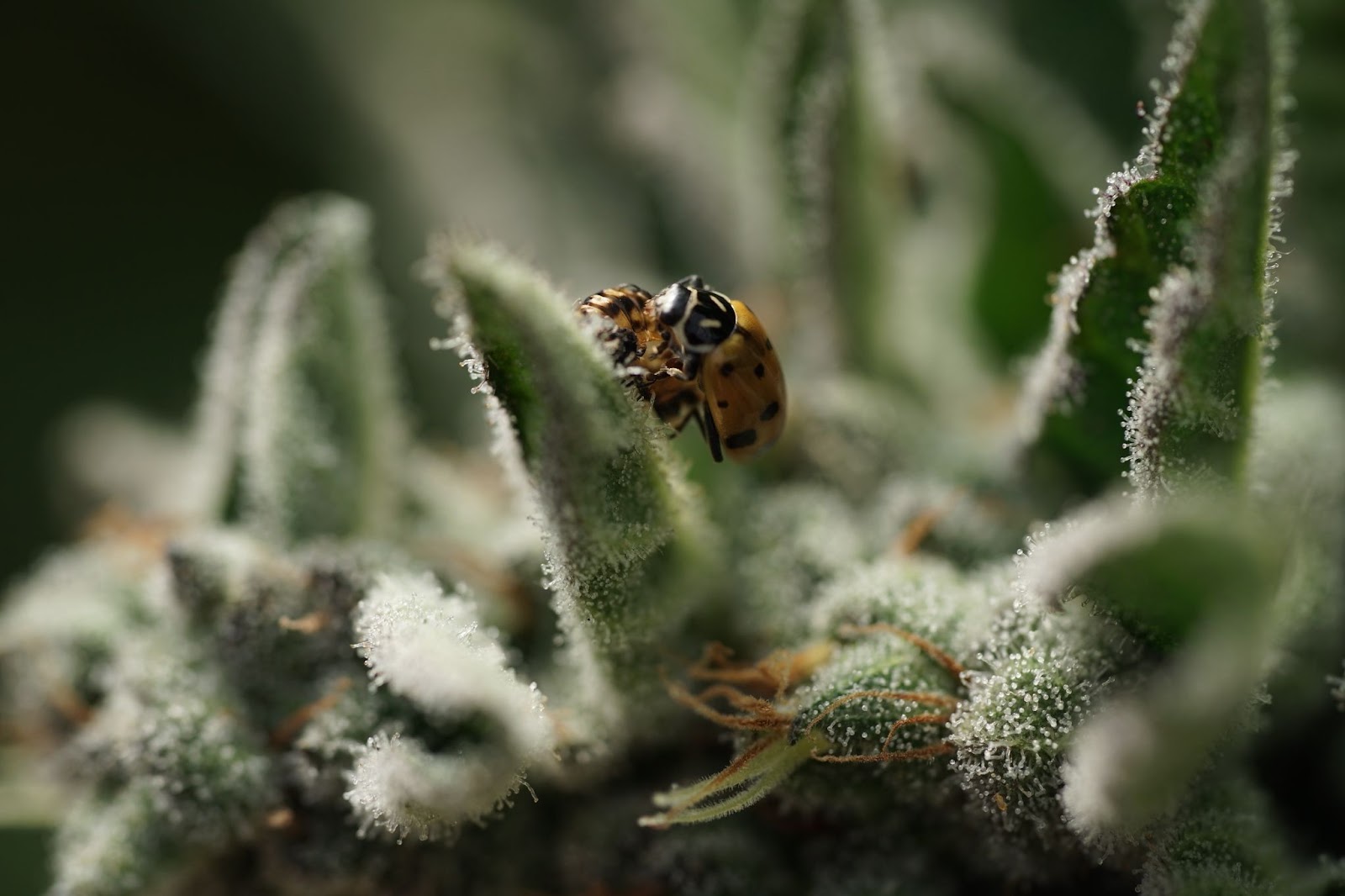 Foto colorida de uma joaninha atacando uma praga de uma planta de cannabis