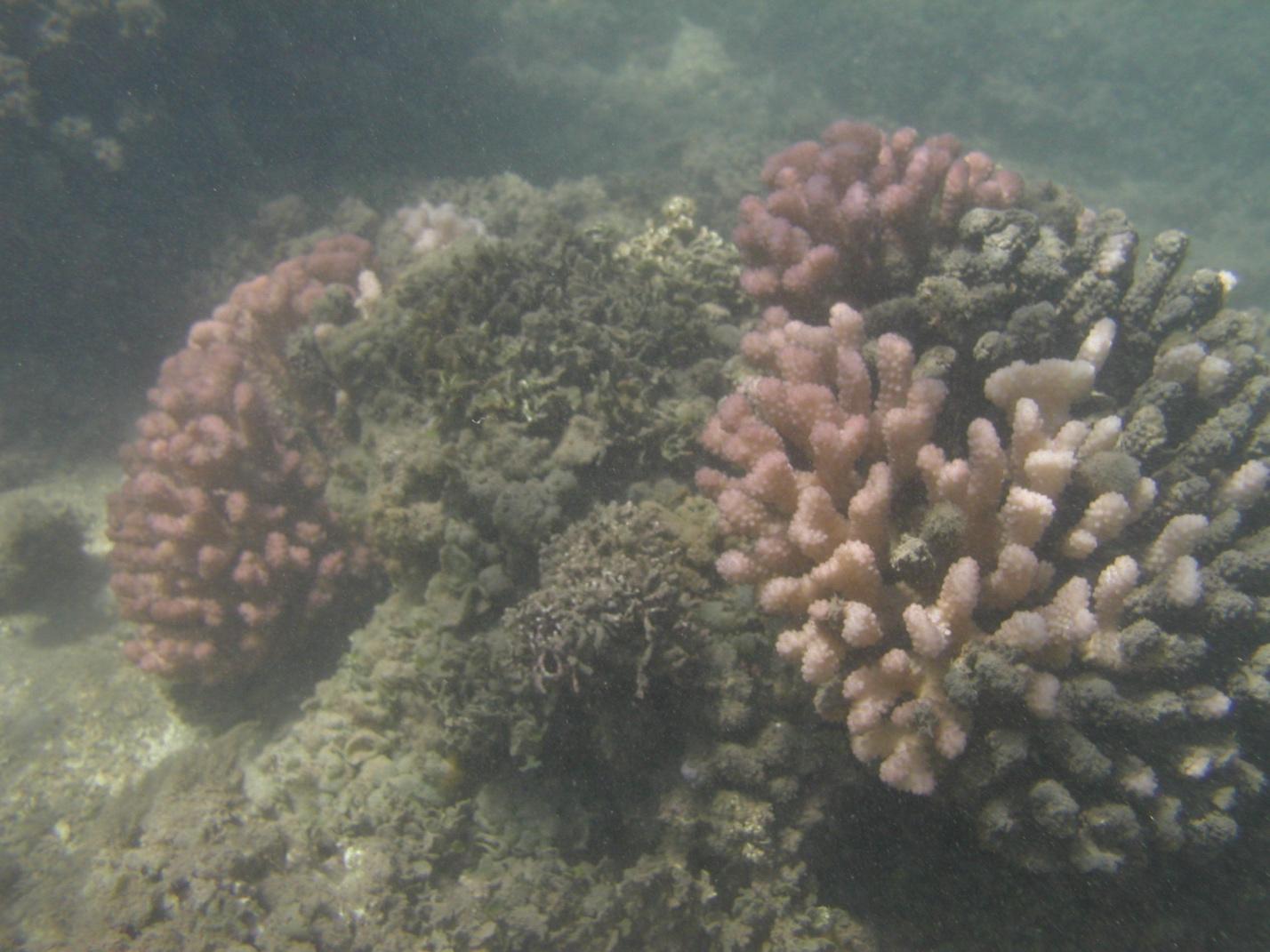 Underwater view of coral in some shades of pink where it is alive, shades of brown and green where it's dying.