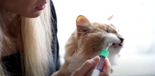 A screenshot from Basepaw's how-to cheek swab video of a woman using a swab to collect a saliva sample from her cat