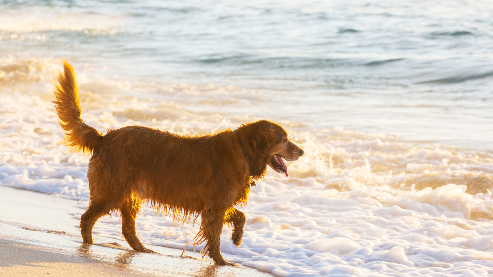 There are many safety precautions you can take when bringing your dog to the beach. 