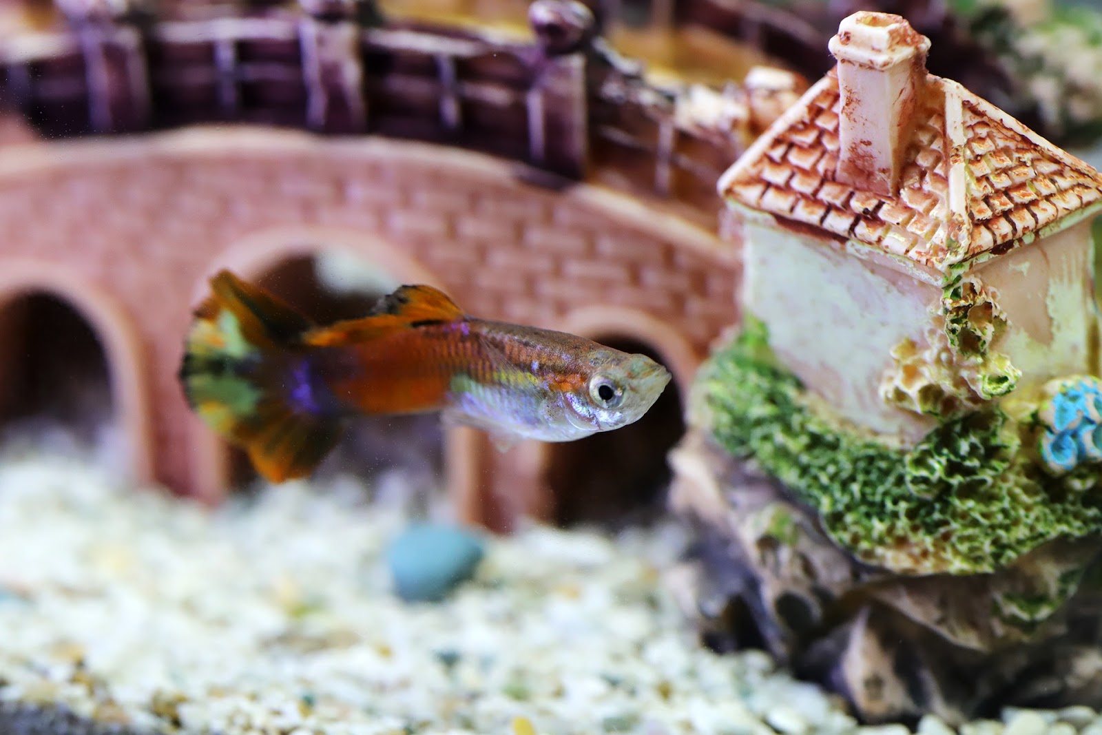 Fish with aquarium decorations