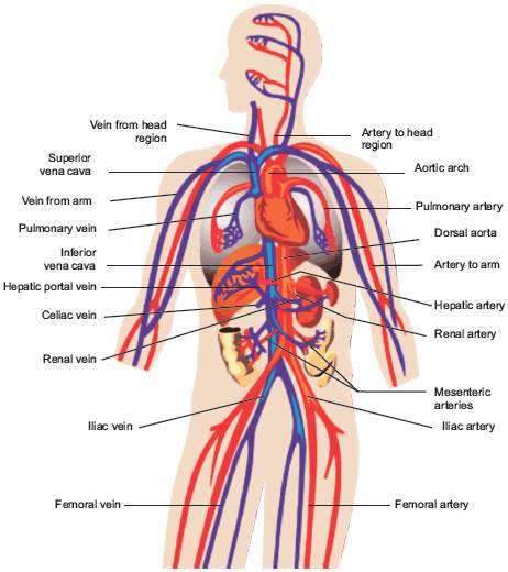                     Human Arterial system (Red colour in diagram is artery)