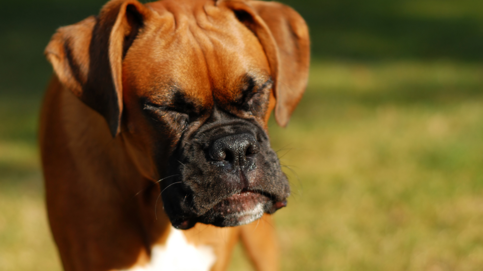 It's OK if your dog reverse sneezes!