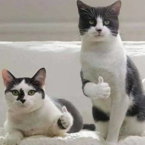 兩隻貓咪給你讚