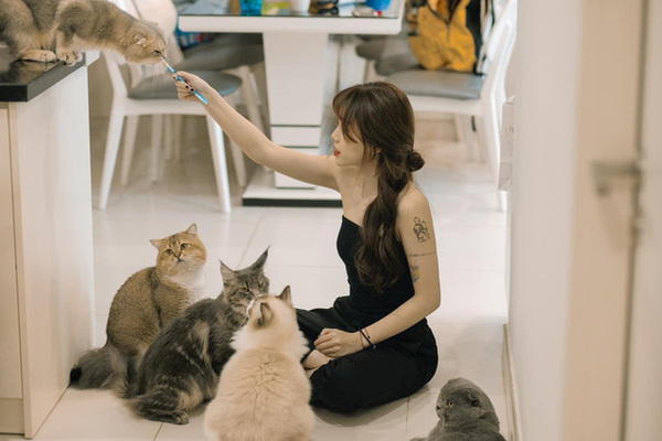 Dàn mèo khiến dân chơi thèm thuồng có giá lên đến hàng chục triệu mỗi con của cô.