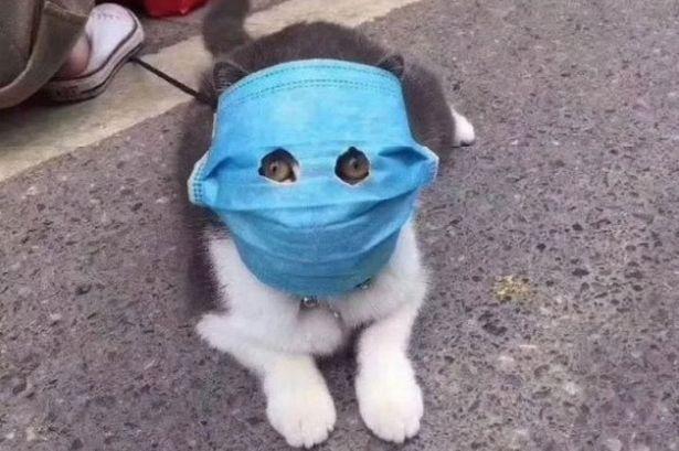 Image result for CAT WEAR MASK