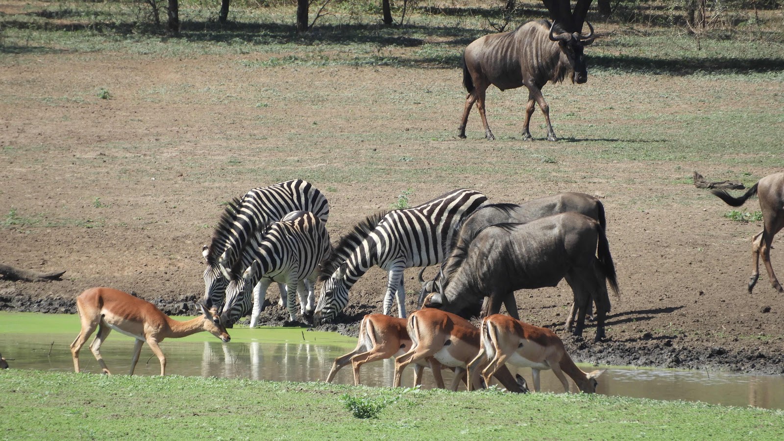 Mahlindza waterhole Hlane eSwatini