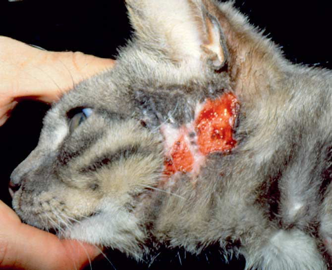 Facial eosinophilic plaque in a domestic short hair cat