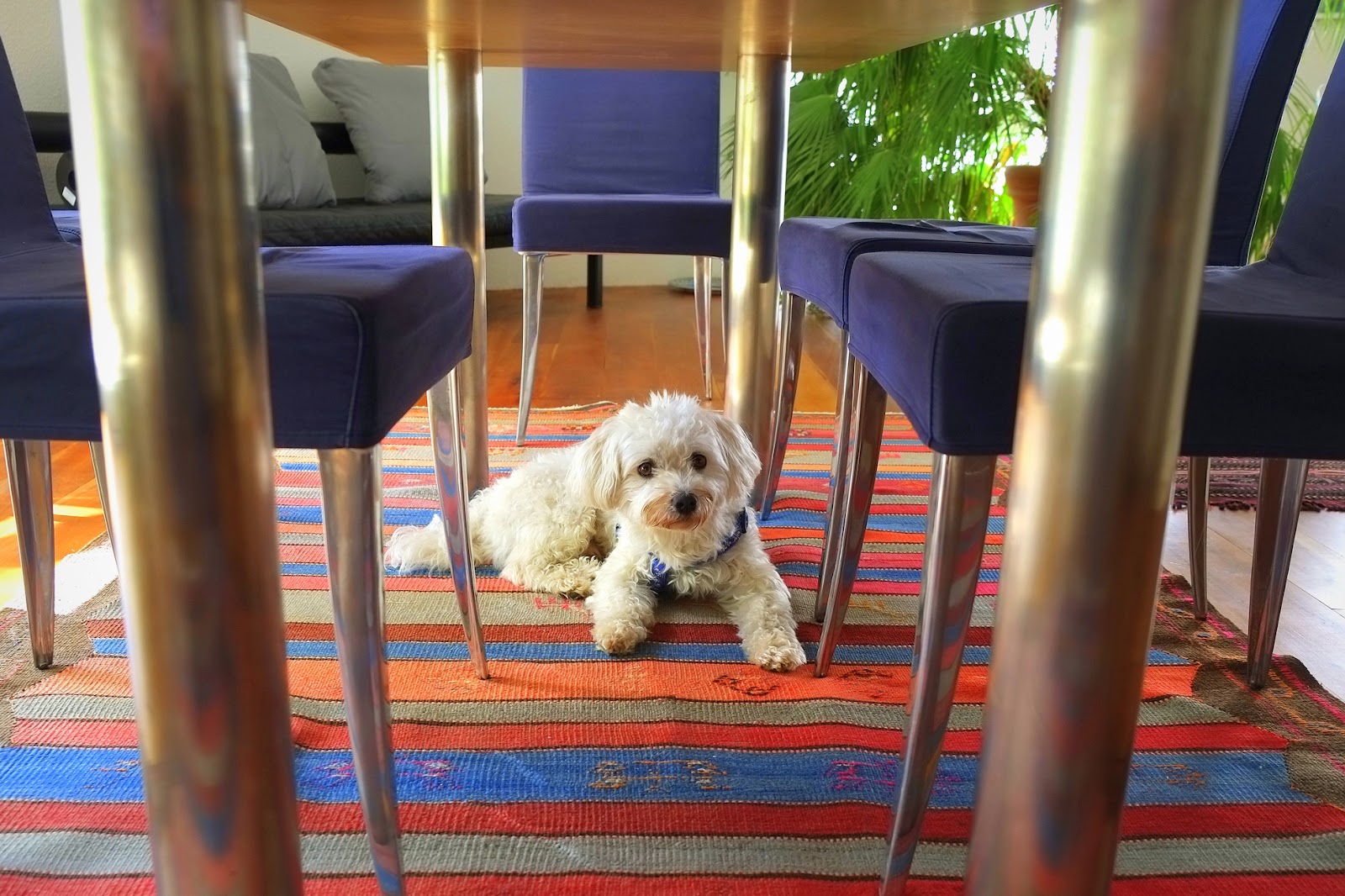 Dog sitting on colorful striped rug