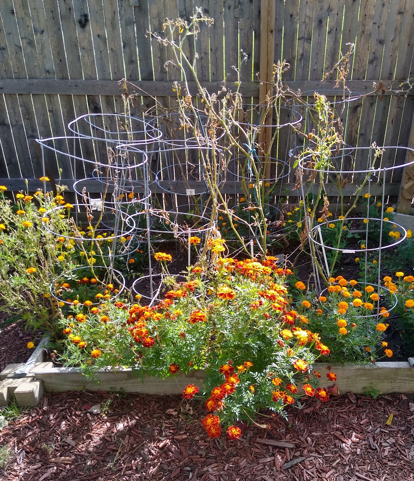 cleaning a raised bed garden picture