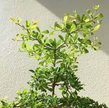 daun ketapang kencana
