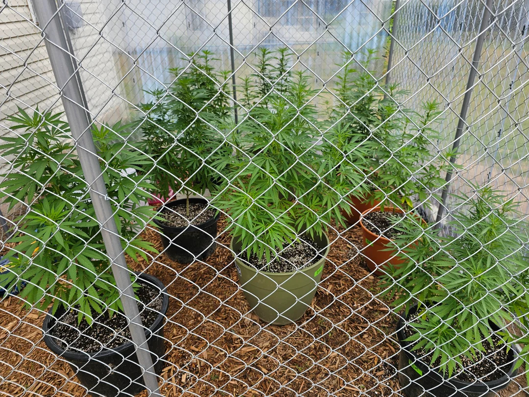 Cut back on nitrogen