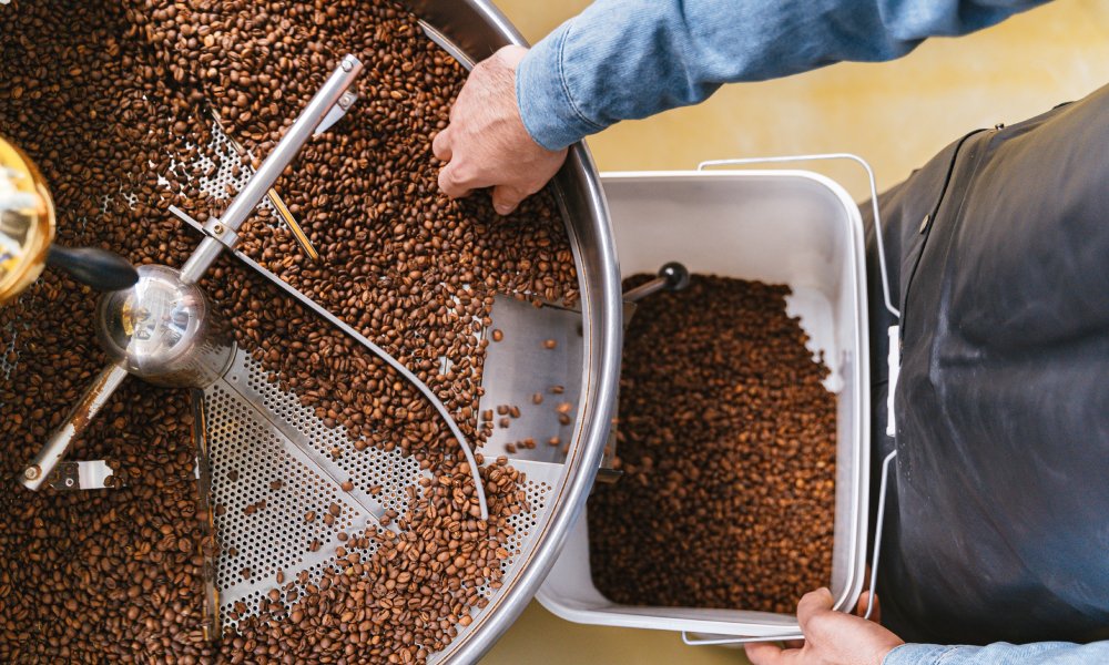Roasters sorting roasted coffee beans in machine to identify and remove pale quaker coffee beans.