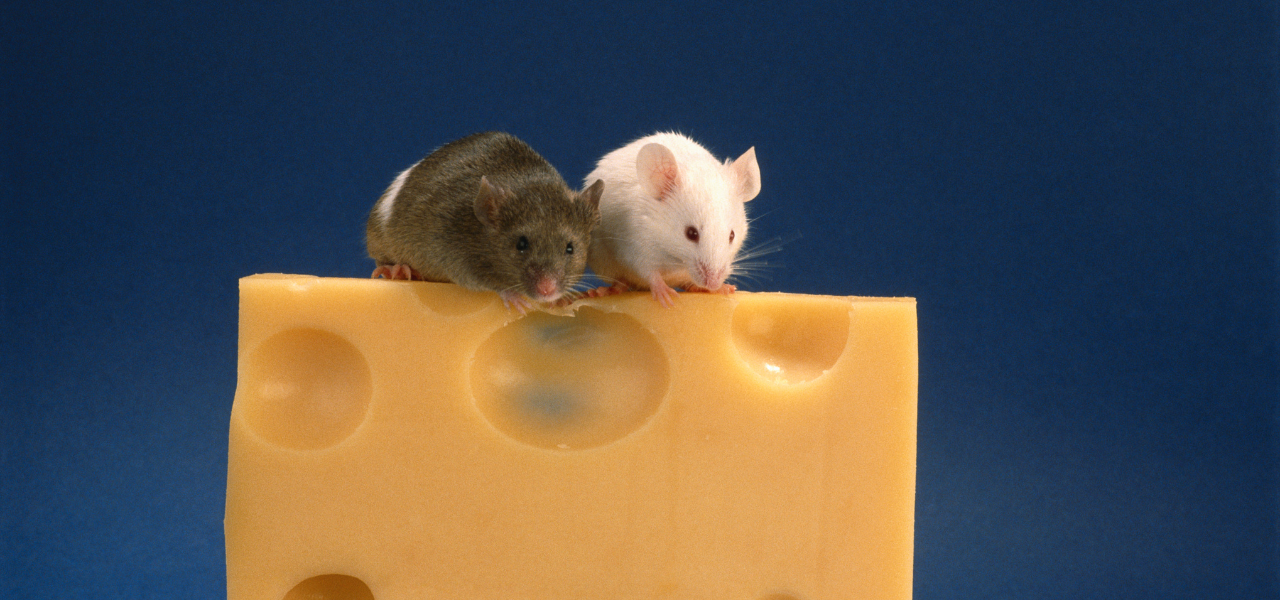 Can Mice Eat Cheese? Pet Care Advisors