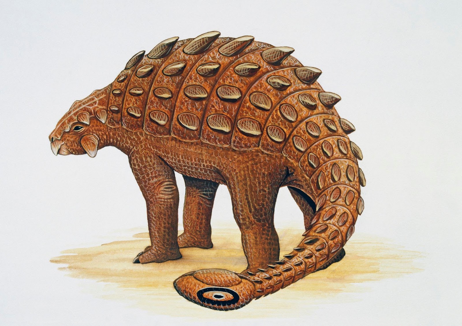 Ankylosaurus