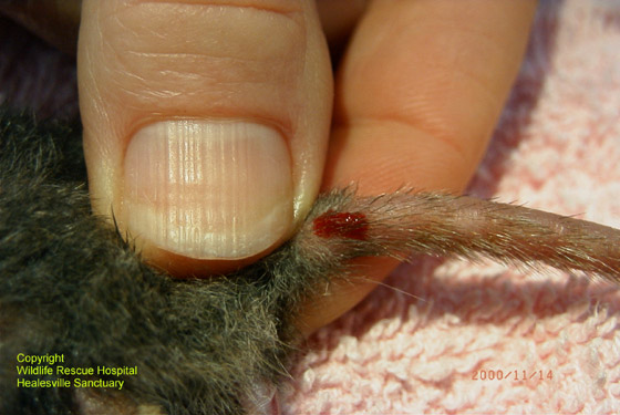 Ventral coccygeal vein in an antechinus.