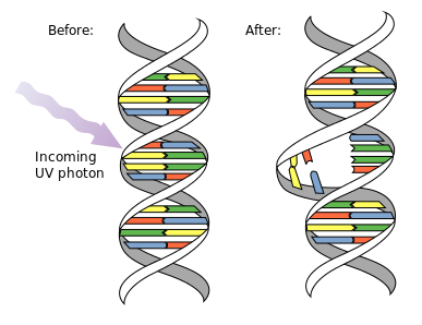 Datei:DNA UV mutation.svg