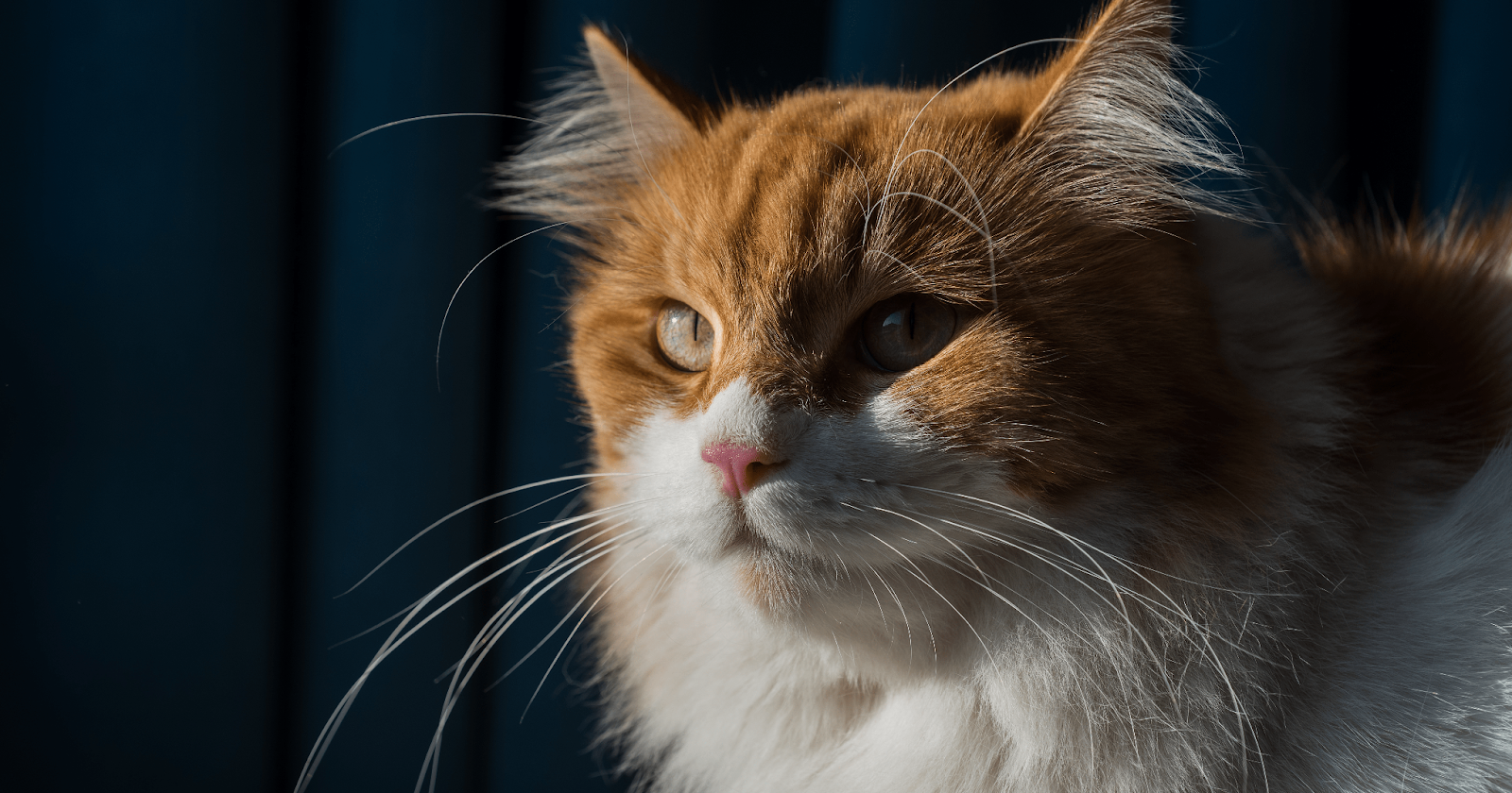 ginger and white cat in black background
