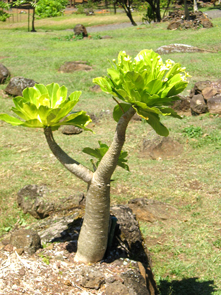 Vulcan Palm (Brighamia insignis)