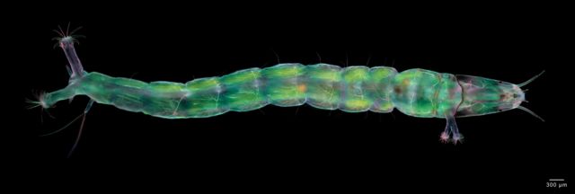 Foto microscópica de larva de mosca jején