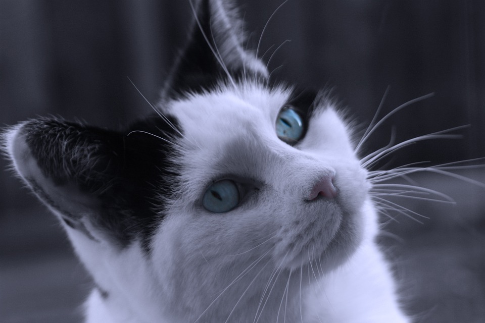 Free photo White Kitty Black Kitten Cat Blue Animal Pet - Max Pixel