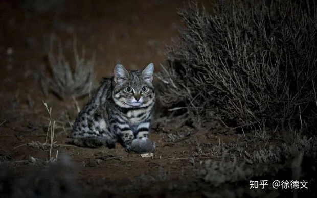 Black-Footed Cats, Deadly Felines, World's Most Lethal Cats, Uncovering Black-Footed Cats, Lethal Small Cats, Killer Instincts of Black-Footed Cats, Dangerous Predators: Black-Footed Cats