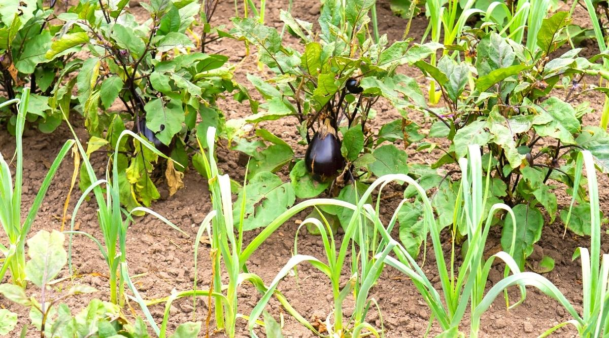 What Not to Plant Next to Eggplants?