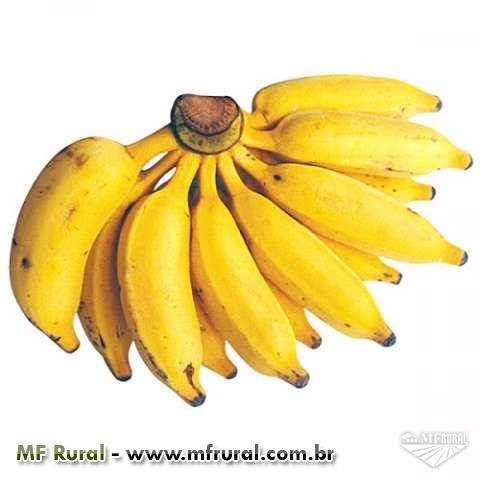 Bananas Prata Anã ou Pratinha em Aracaju SE à venda. Compre 204783