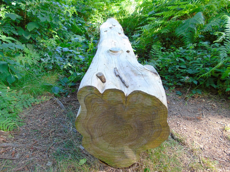 wood tree trunk