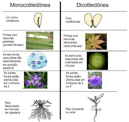 angiospermas: monocotiledôneas e dicotiledôneas
