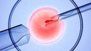 IVF process