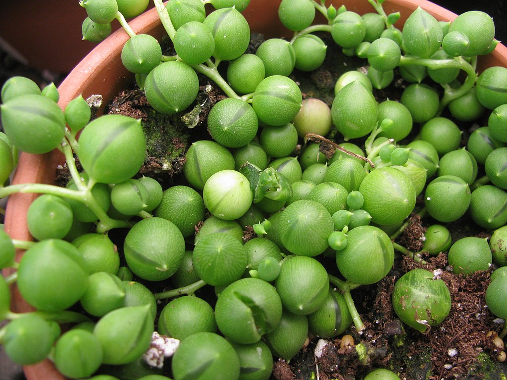 Colar de Pérolas é uma planta linda para vasos pequenos