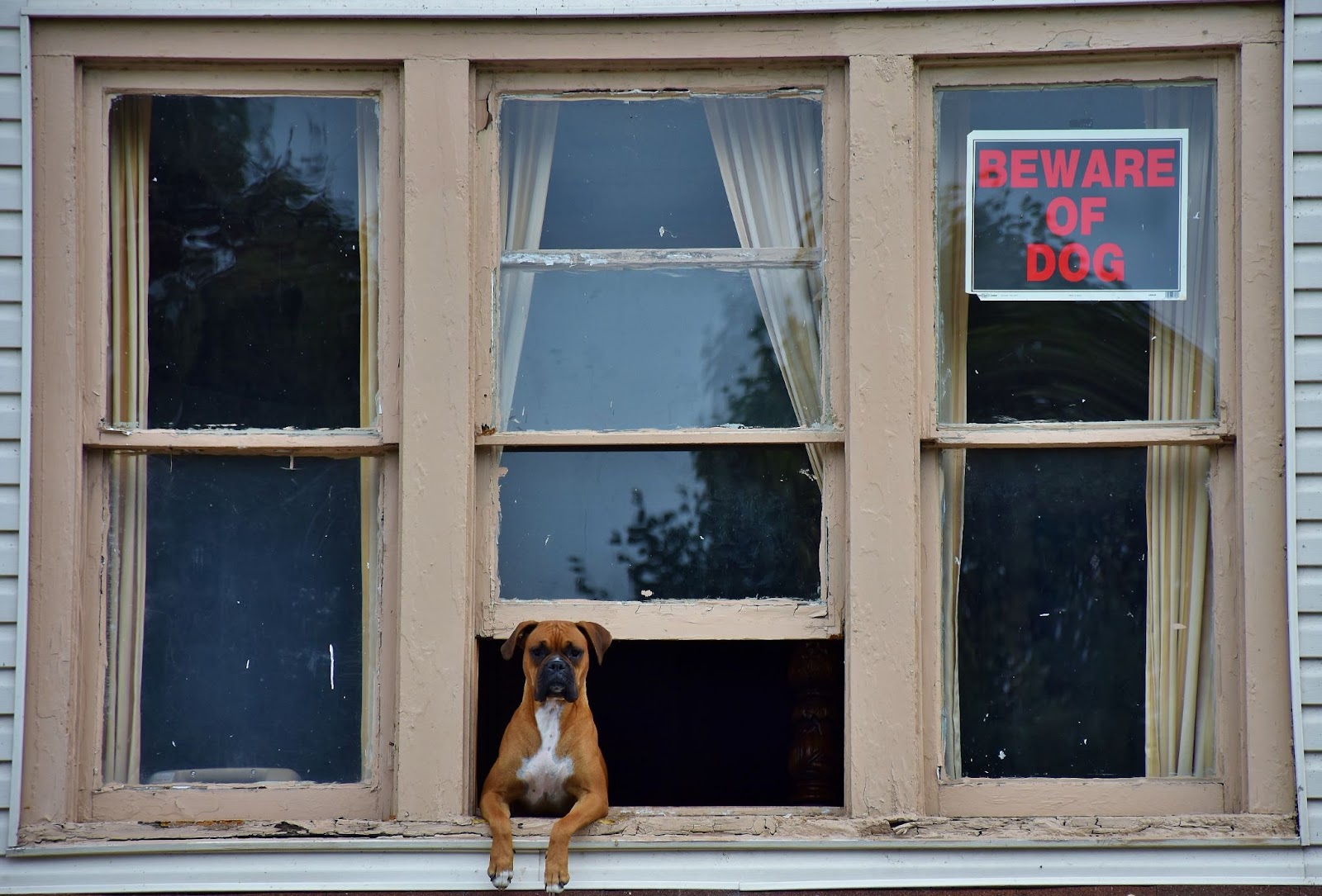security dog insurance 