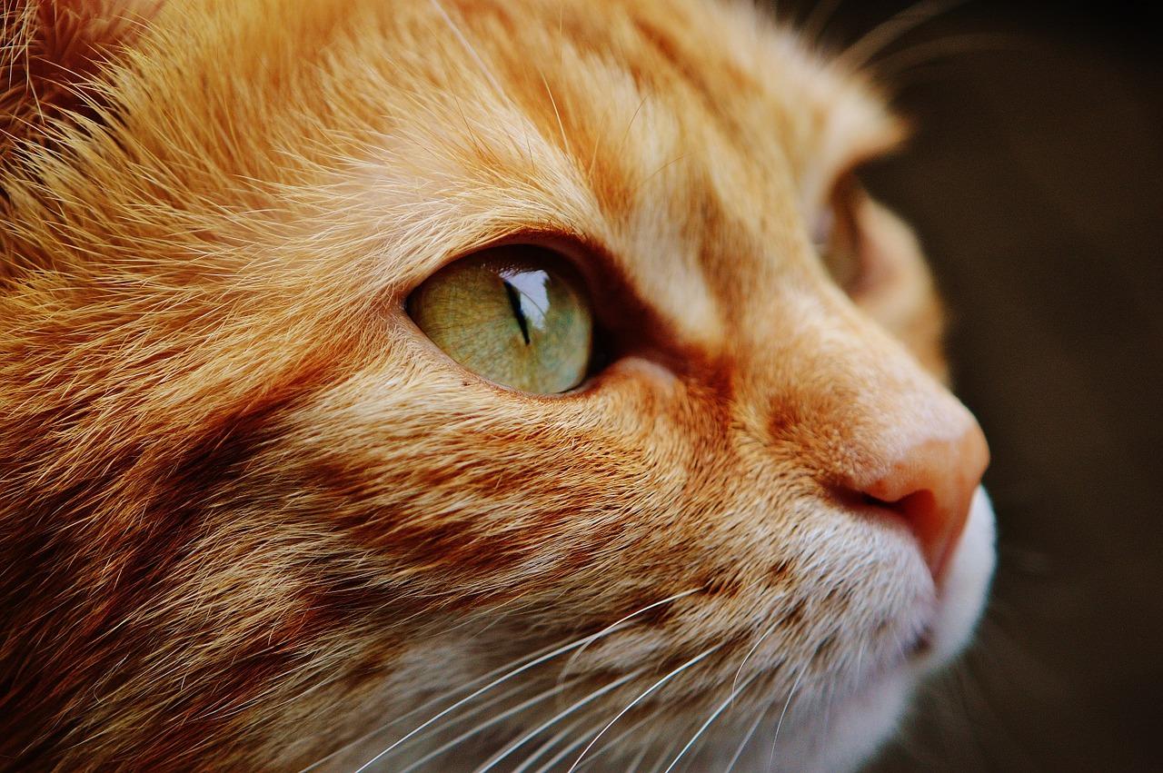 Closeup de um gato - foco no olho