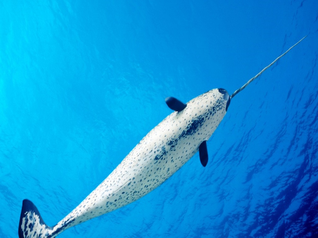 Typically, Only Male Narwhals Possess A Tusk Developing From A Tooth