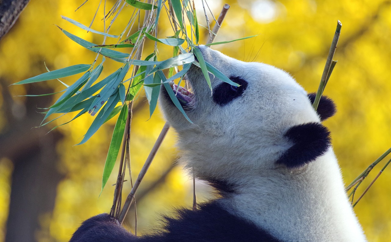 Panda bear in China