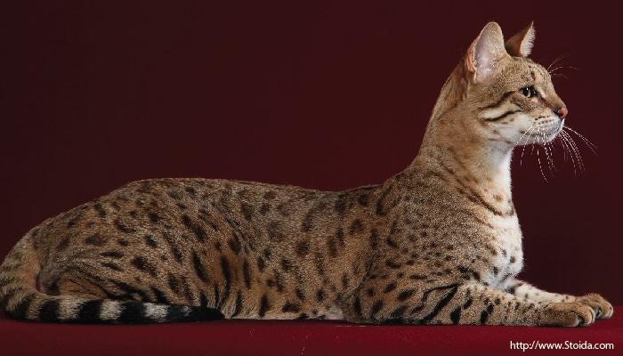 ส่อง 10 สายพันธุ์แมว ที่แพงที่สุดในโลก จนทาสแมวต้องปาดน้ำตา 10