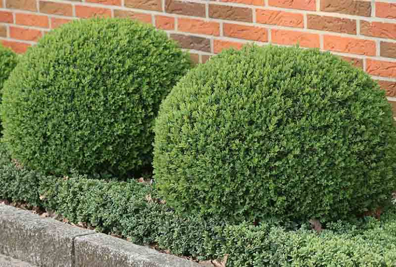 Boxwood (Buxus sempervirens)