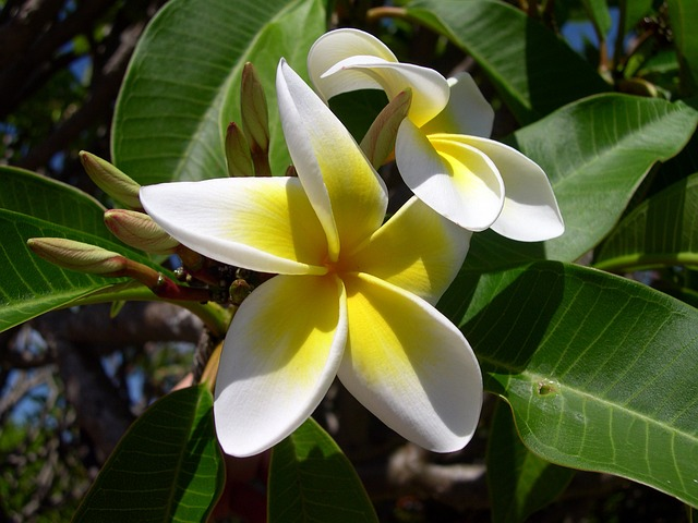 plumeria, flower, frangipani
