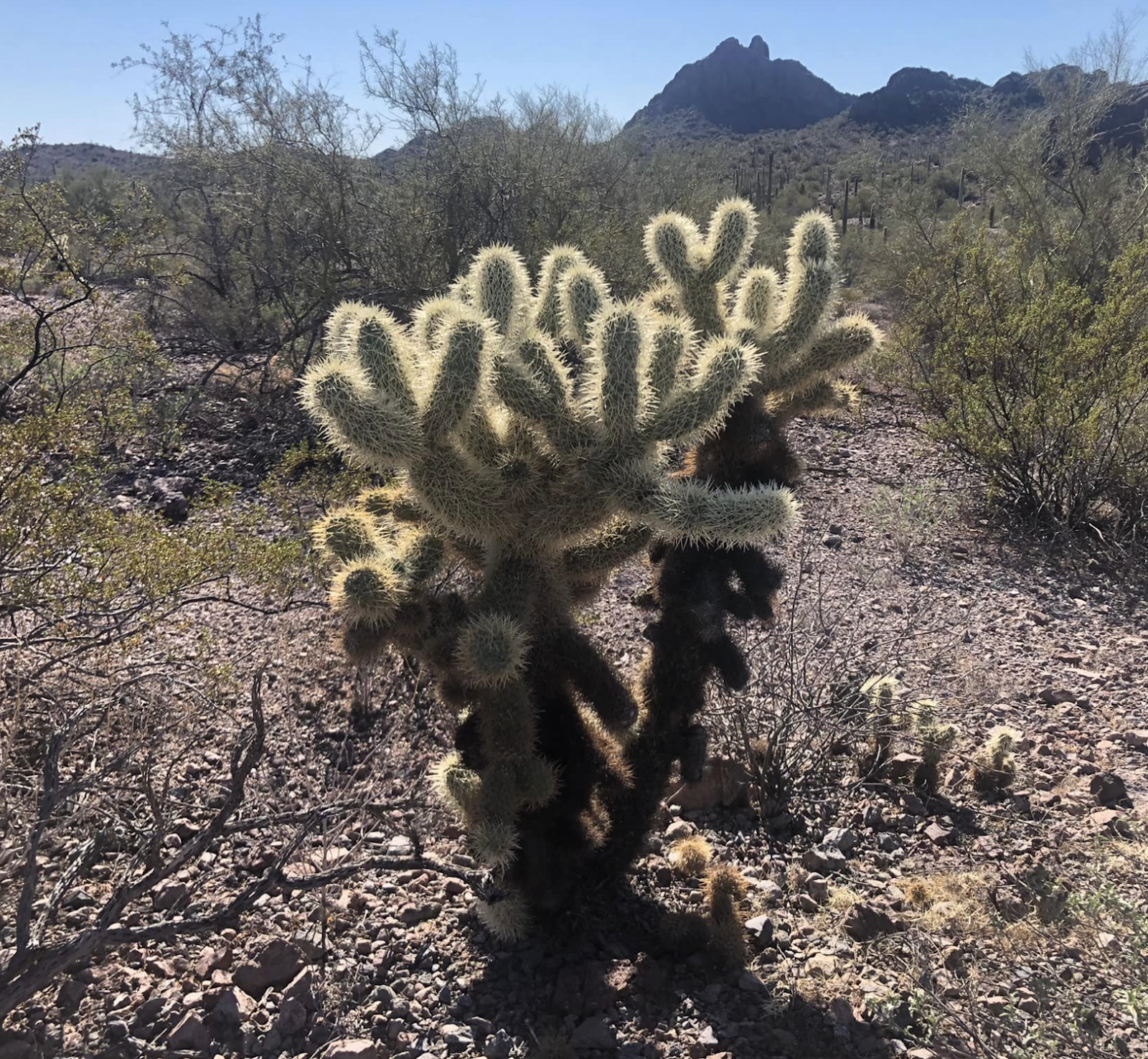 Teddy bear cholla cactus. A cactus with spines. Picture being used to depict the difference between effective and ineffective leaders.