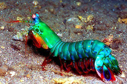 3. Mantis Shrimp หรือ กั้งตั๊กแตน 7 สี
