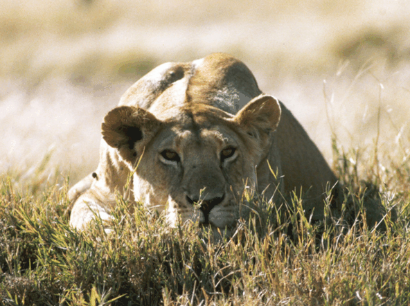 ScreenHunter_19 Mar. 07 17.25.gif