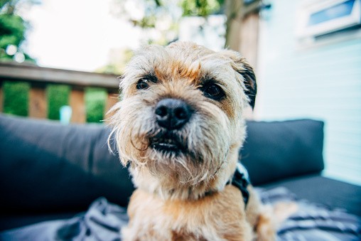 are border terriers good with cats
