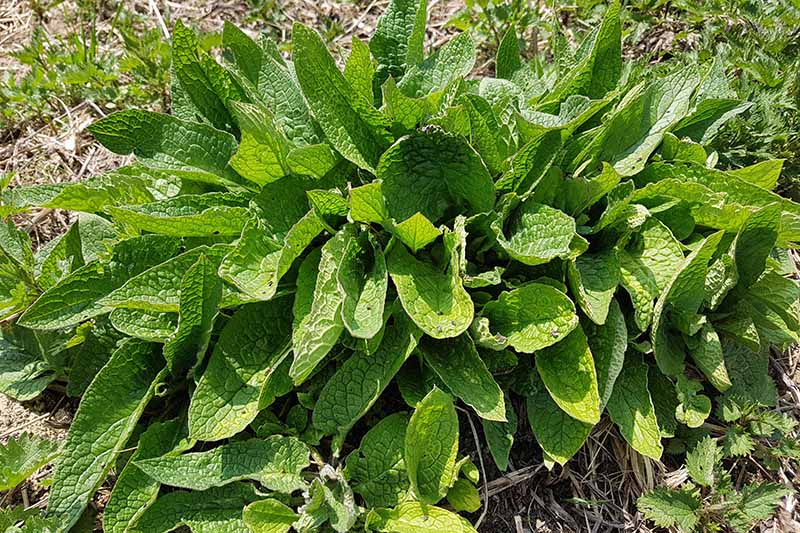 Comfrey is an ornamental plant.