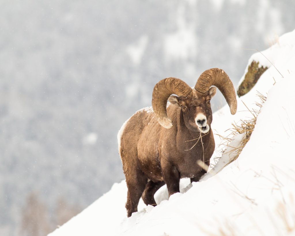 Yellowstone is one of the best places to see wildlife